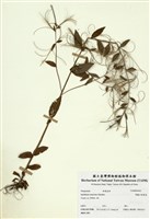 藏品(黑龍江柳葉菜)的圖片